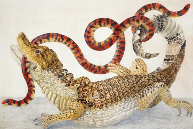 Illustration of a Caiman crocodilus and an Anilius scytale 17011705 by Maria Sibylla Merian