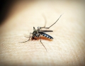 Zika: storia di un’emergenza