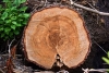 La crescita degli anelli degli alberi è sincronizzata a livello globale