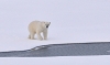 Sempre meno ghiaccio in Artide: orsi polari a rischio