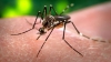 Il virus Zika usato contro il tumore al cervello