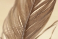 Le penne degli uccelli ispirano nuovi materiali adesivi