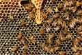 Poche gocce di miele per monitorare gli ecosistemi