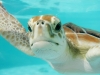 Quanta plastica può ingoiare una tartaruga marina prima di morire?