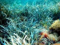 Le piante marine come possono difendere la costa dall&#039;erosione?