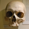 Il tassello mancante: il cranio (virtuale) dell’ultimo antenato comune dei Sapiens