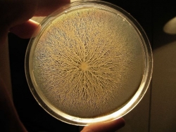 Per quanto tempo sopravvivono i batteri? Lo sapremo tra 500 anni