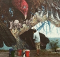 Street art e natura: Hitnes incontra John James Audubon