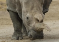 Sequenziare genomi per salvare il rinoceronte bianco