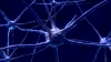 Perché i motoneuroni muoiono nei pazienti affetti da SLA?