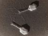 I batteriofagi: un cocktail di virus all’attacco dei microbi più resistenti