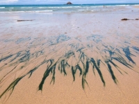 Il girotondo dei vermi-alga