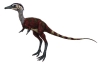 I dinosauri Shuvuuia: i cacciatori notturni del Cretaceo