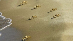 Mari troppo caldi: gli anfibi preferiscono la terra