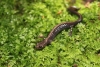 Le piccole salamandre nascoste