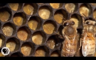 Honey Bees Make Honey ... and Bread? | Deep Look