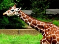 Il genoma della giraffa rivela che collo e cuore si sono evoluti in parallelo