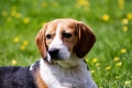 Storia del beagle Bruno e l’importanza della genetica canina