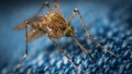 Le zanzare possono trasmettere il Coronavirus?