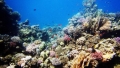 Il pH degli oceani è aumentato negli ultimi miliardi di anni