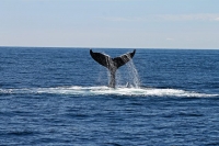 A caccia di balene nel Mediterraneo?