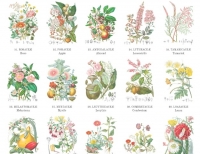 Non solo tè: la digitalizzazione delle illustrazioni botaniche di Elizabeth Twining
