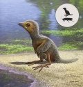 Il fossile di un pulcino del Mesozoico mostra lo sviluppo dei primi uccelli