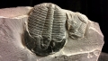 A me gli occhi: è di un trilobite il più antico occhio analizzato