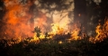 L’Amazzonia è in fiamme: stiamo perdendo uno dei polmoni verdi della Terra?