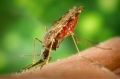 OMS: il primo vaccino al mondo contro la malaria sarà testato in Africa nel 2018