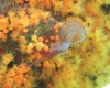 Coralli mangia-meduse