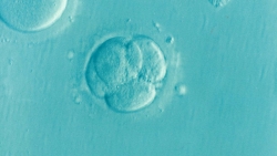 Scienziati inglesi &quot;spiano&quot; i primi giorni dell&#039;embrione umano