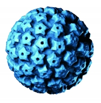Il virus HPV e la prevenzione del cancro della cervice uterina