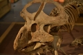 Le corna dei triceratopi: armi di difesa, di riconoscimento o di seduzione?