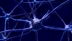 Intestino e cervello: scoperto il circuito neuronale che li collega